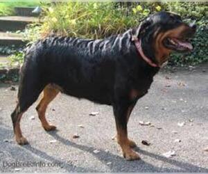 Small Photo #4 Rottweiler Dog Breed