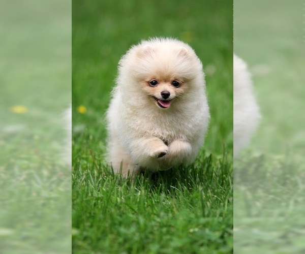 Full screen Photo #2 Miniature Spitz Dog Breed