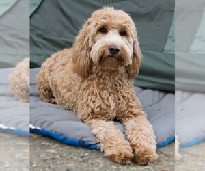 Double Doodle puppies for sale and Double Doodle dogs for adoption