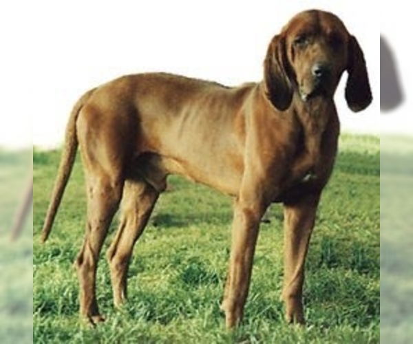 Redbone Coonhound