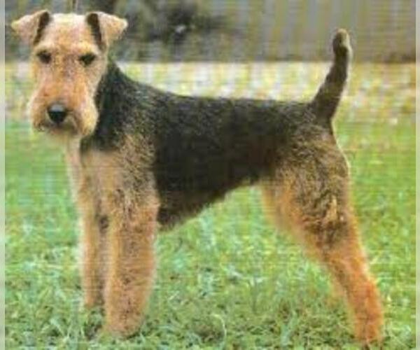 Medium Photo #2 Welsh Terrier Dog Breed