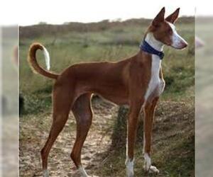 Image of Ibizan Hound breed