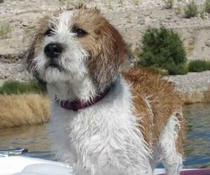 Image of Lha-Basset breed