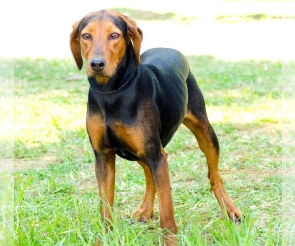 Medium Photo #1 Trigg Hound Dog Breed