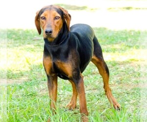 Image of Trigg Hound breed