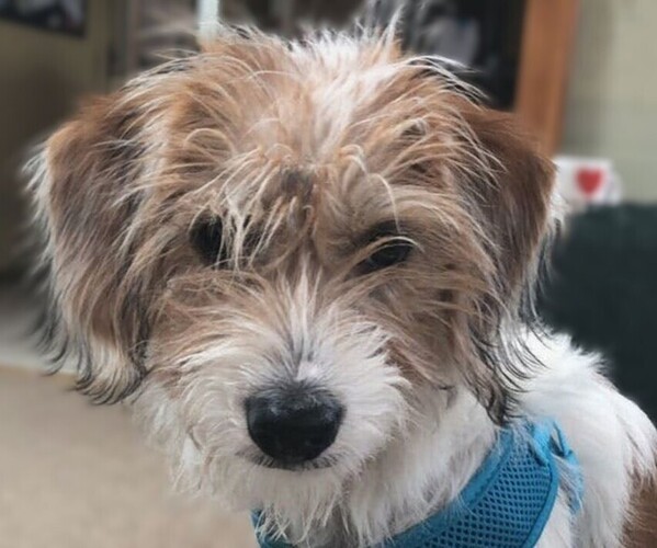 Medium Photo #1 Coton-Beagle Dog Breed