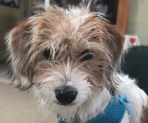 Image of Coton-Beagle breed