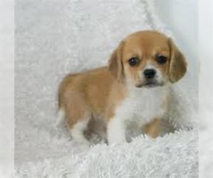 Small Photo #5 Peagle Dog Breed