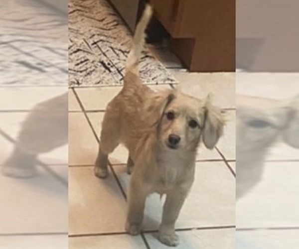 Medium Photo #1 Dameranian Dog Breed