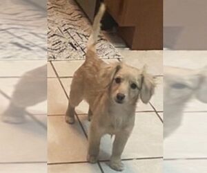 Image of Dameranian breed