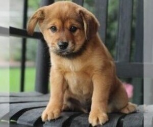 Image of Cava Inu breed