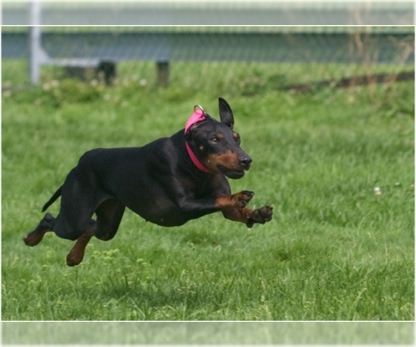 Image of Manchester Terrier (Standard) Breed