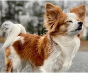 Image of Cavapom breed