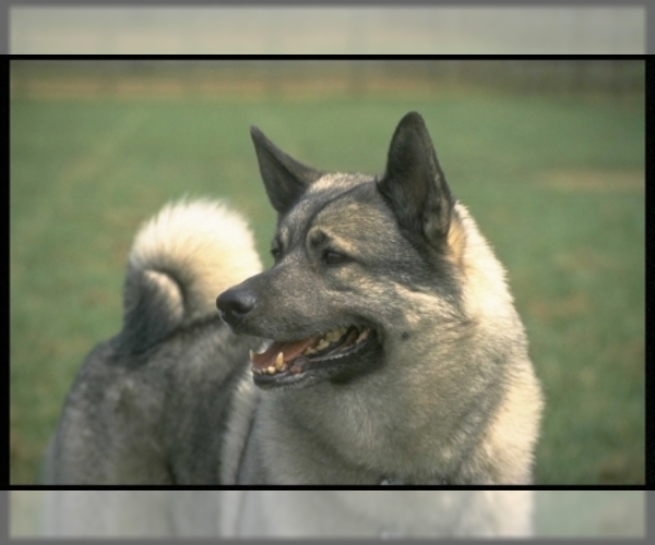 Norwegian Elkhound Dog Breed Image