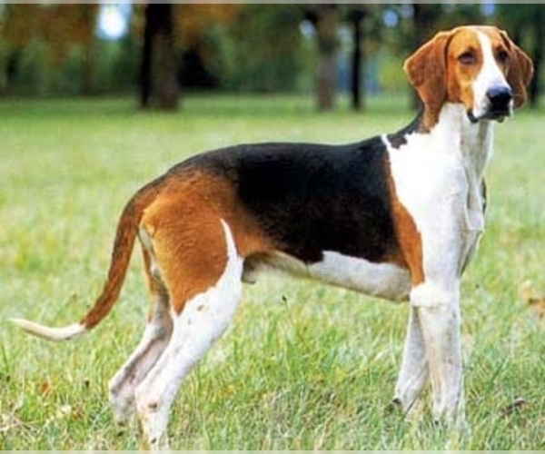 Great Anglo-French Tricolored Hound