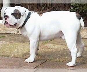 Image of Dorset Olde Tyme Bulldogge breed