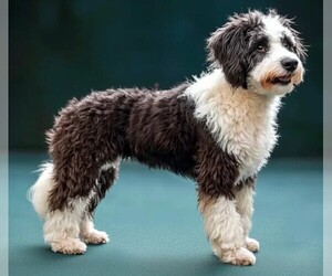 Image of Bordoodle breed