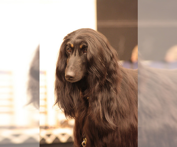 Medium Photo #3 Afghan Hound Dog Breed