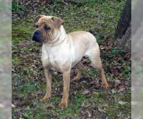 Medium Photo #3 Pug-A-Pei Dog Breed