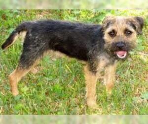 Small #2 Breed Border Terrier image