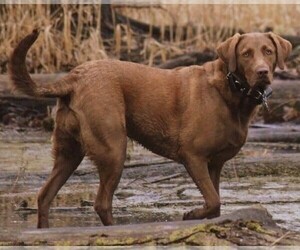 Samll image of Chesador