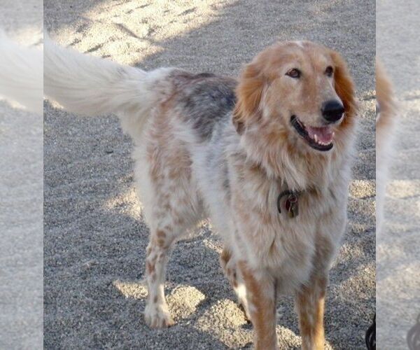 Medium Photo #1 Golden Cattle Dog Dog Breed