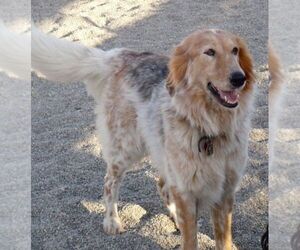 Golden Cattle Dog puppies for sale and Golden Cattle Dog dogs for adoption