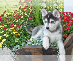 Small Photo #1 Pomsky Dog Breed