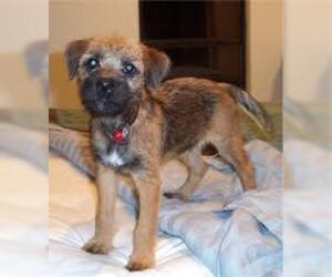 Small #7 Breed Border Terrier image