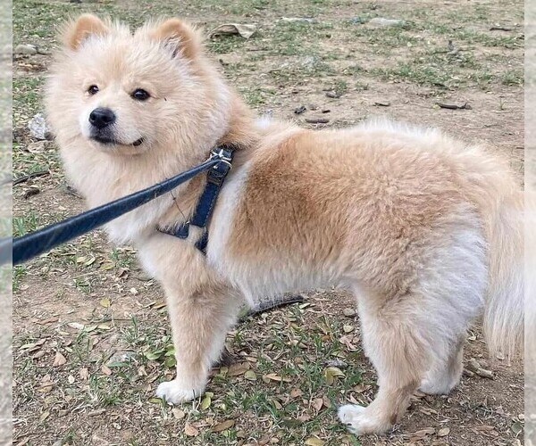 Medium Photo #1 Chowpom Dog Breed