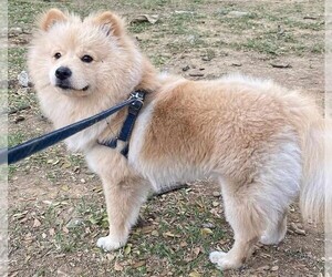 Image of Chowpom breed