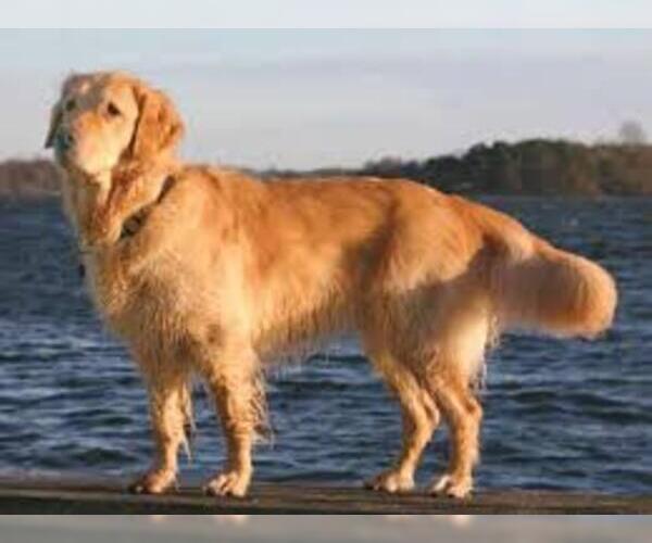 puppyfinder golden retriever