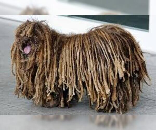 Medium Photo #4 Puli Dog Breed