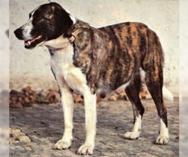 Image of Rafeiro do Alentejo (Portuguese Watchdog ) Breed