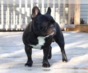 Small #1 Breed French Bulldog image