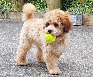 Image of Löwipoo breed