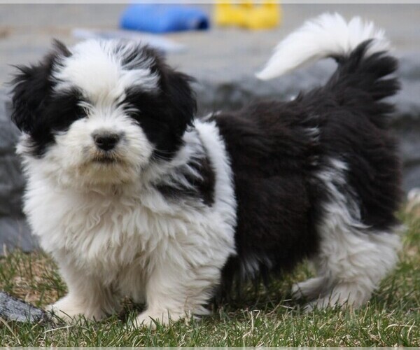 Medium Photo #1 Shorgi Dog Breed