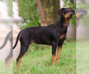 Small #4 Breed German Pinscher image