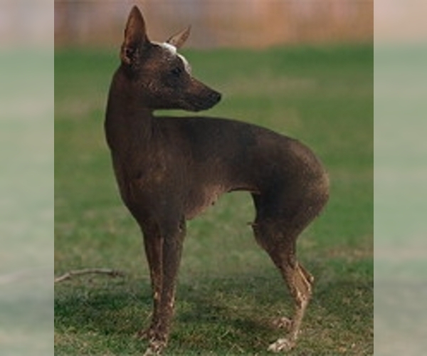 Medium Photo #1 Inca Hairless Dog Dog Breed