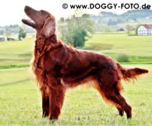 Medium Photo #4 Irish Setter Dog Breed