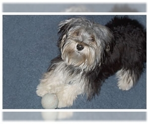 Image of Morkie breed