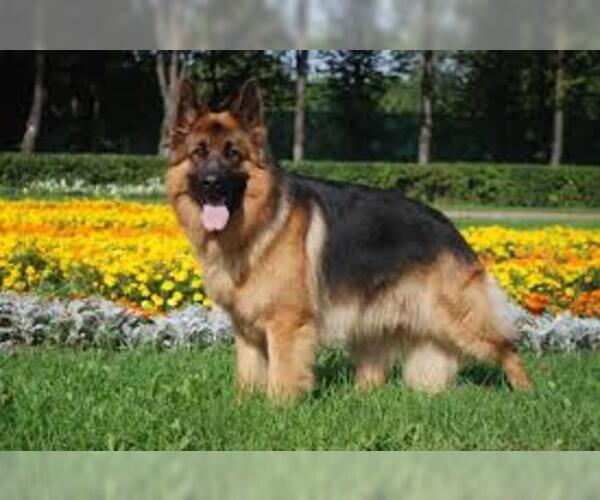 German Shepherd Dog Breed Information and Pictures on PuppyFinder.com