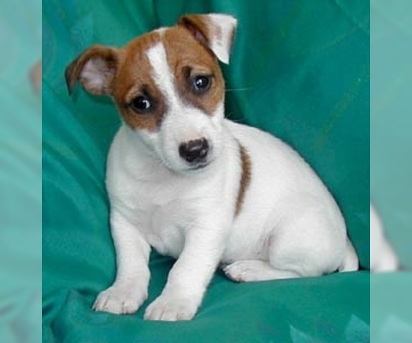 View Ad Jack Russell Terrier Litter Of Puppies For Sale Near