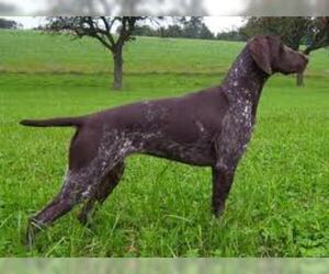 Small #4 Breed German Shorthaired Pointer image