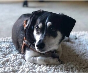 Image of Bo-Dach breed