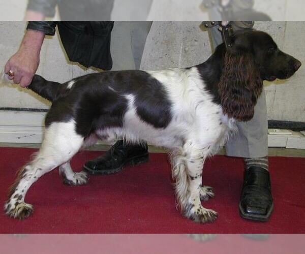 Medium Photo #5 Russian Spaniel Dog Breed
