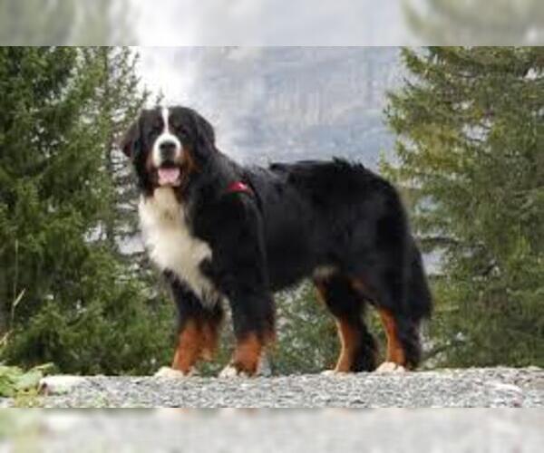 Medium Photo #4 Bernese Mountain Dog Dog Breed
