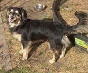 Small #1 Breed Dameranian image