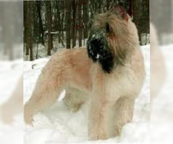 Medium Photo #6 Bouvier Des Flandres Dog Breed