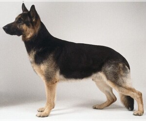 Image of German Shorthaired Shepherd breed